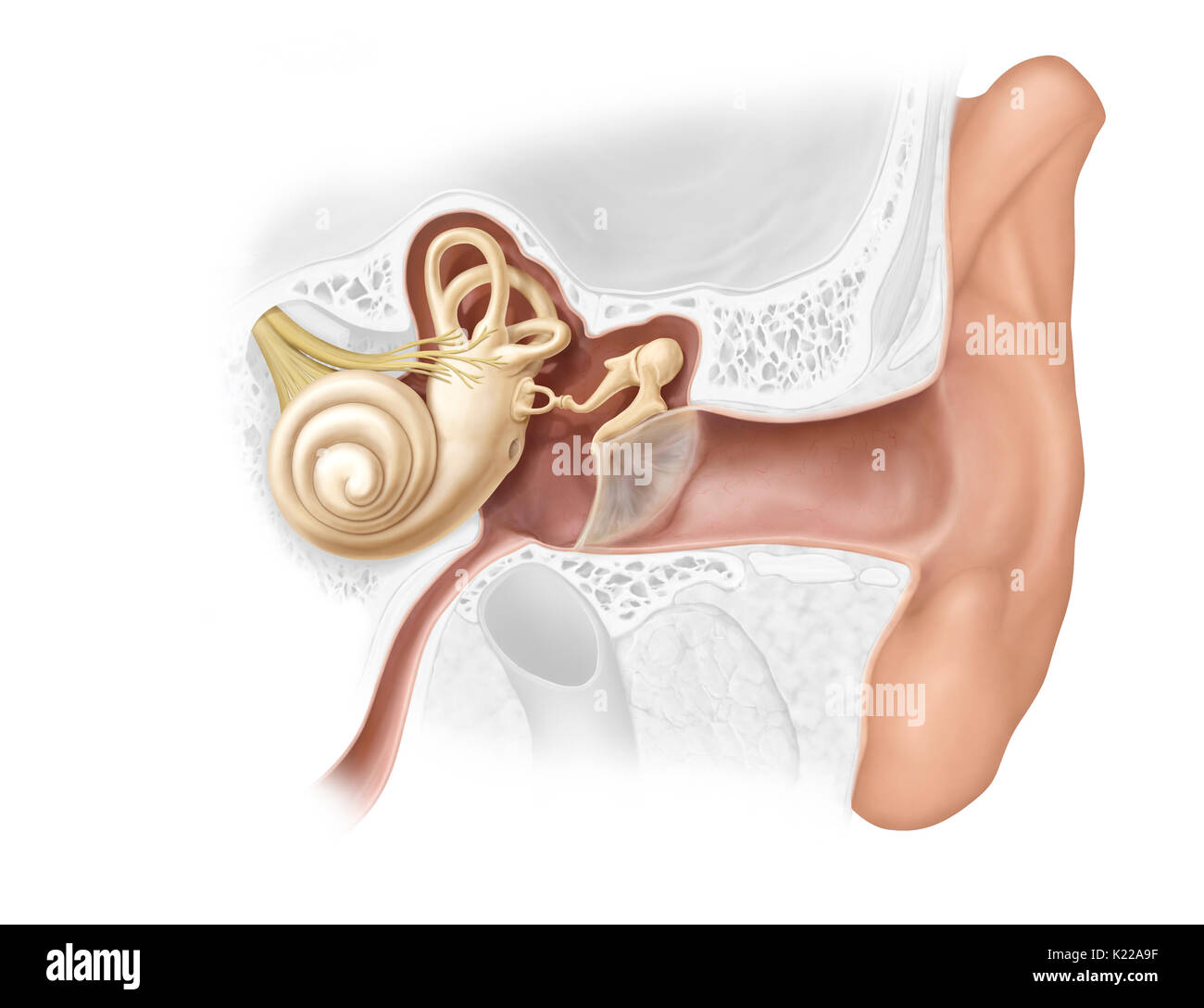 The ear is made up of three distinct parts; hearing is controlled by the inner ear, which contains the sensory organs. Stock Photo