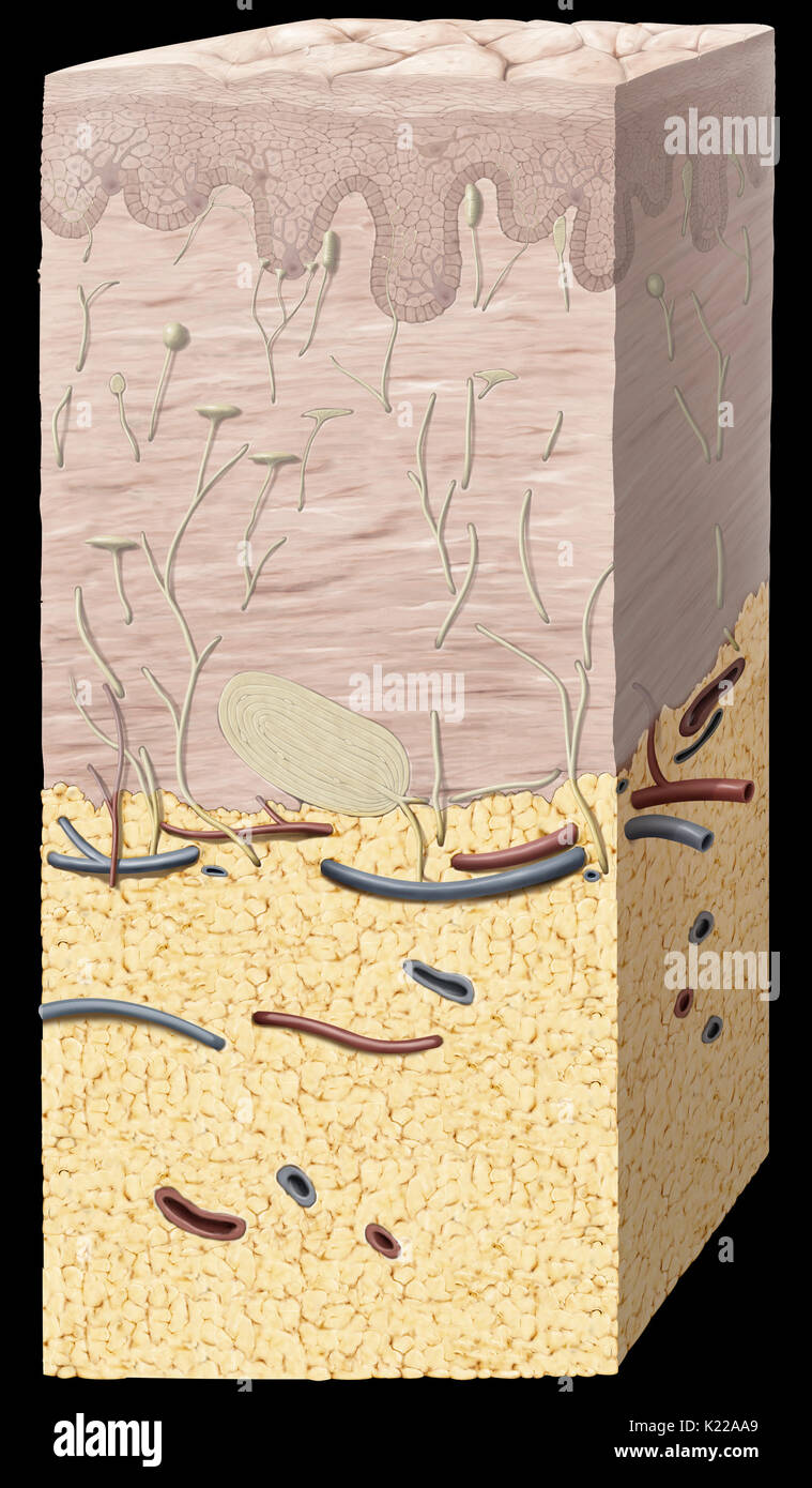 External protective envelope of the body, made up of three main layers: the epidermis, the dermis, and the hypodermis or subcutaneous tissue. Stock Photo