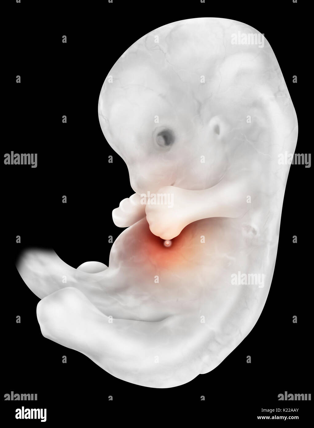 A six-week embryo measures almost 1⁄2 inch (13 mm) and weighs approximately 1.5 g. Its limbs are already differentiated and its face is beginning to have a human appearance. Stock Photo