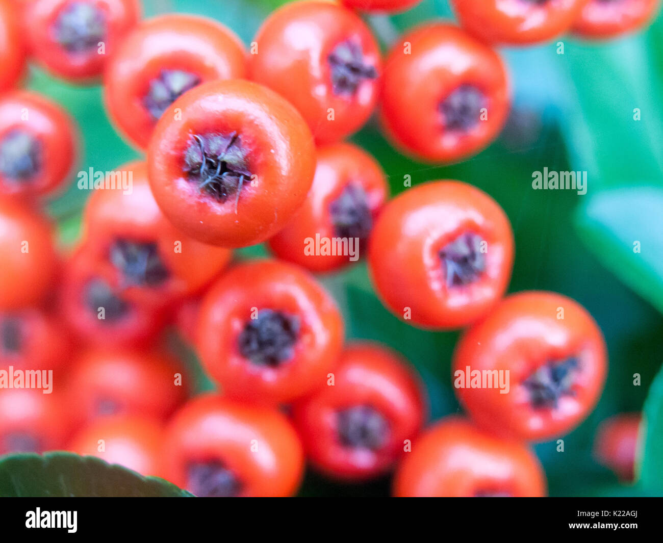 Rowan berries august uk hi-res stock photography and images - Alamy
