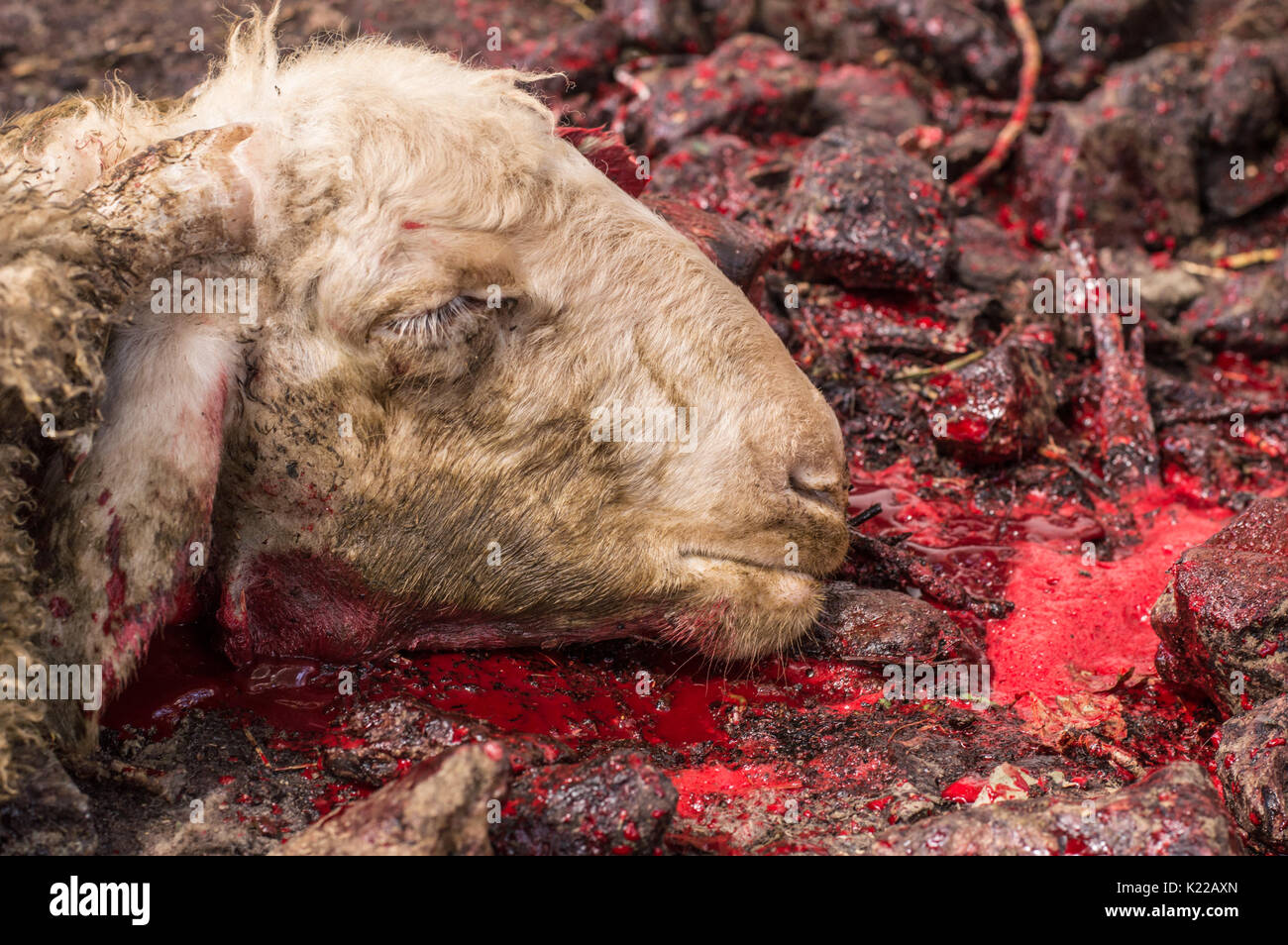 At A Dead Sheep Stock Photos & At A Dead Sheep Stock 
