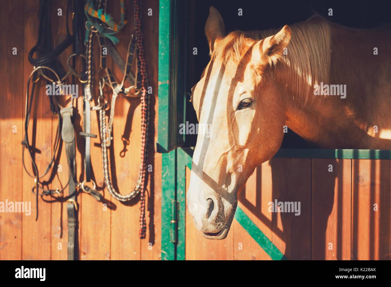 Horse looking from the window of the contemporary stable. Stock Photo