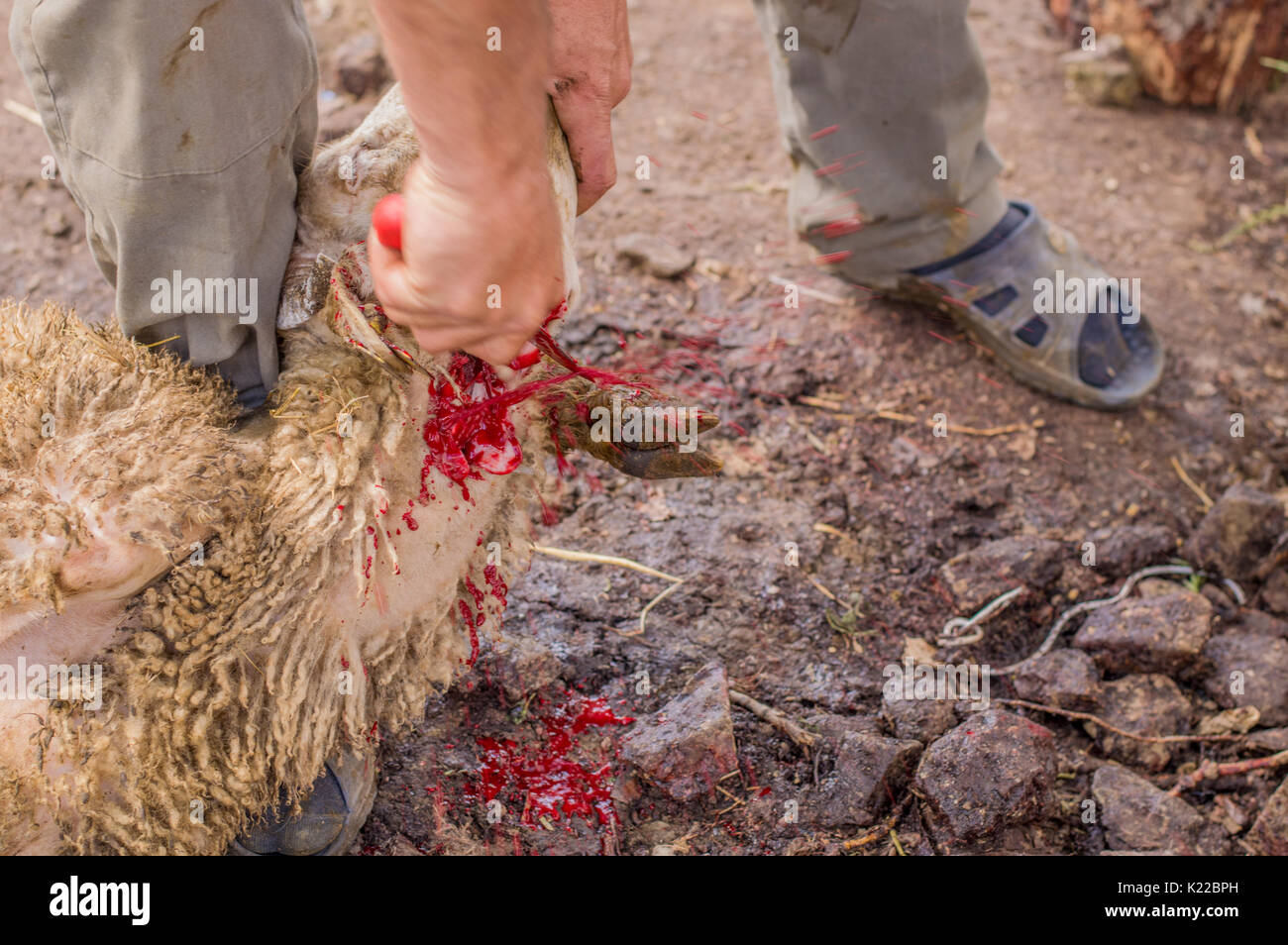 Muslim butcher man cutting a sheep for Eid Al-Adha. Eid al-Adha (Sacrifice Feast) is the second of two Muslim holidays celebrated worldwide each year. Stock Photo