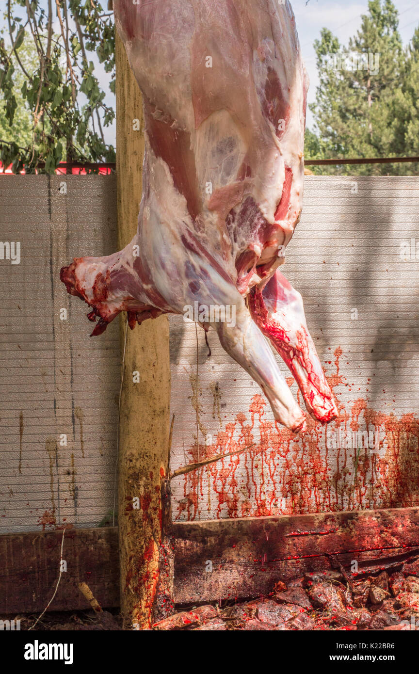 Headless skinned sheep sacrificed for the Eid Al-Adha (Sacrifice Feast). Stock Photo