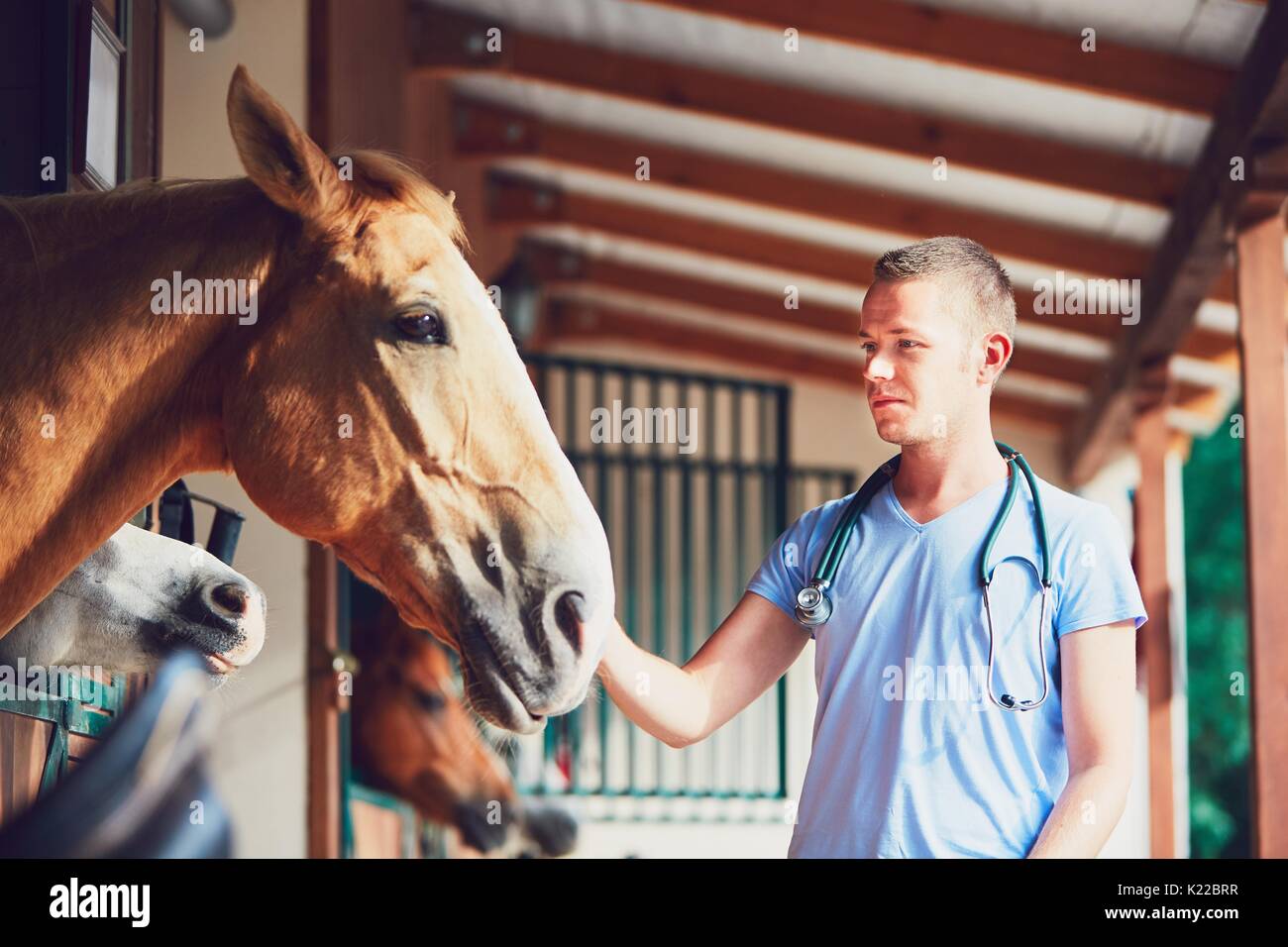 Veterinary medicine at the farm. Veterinarian during medical exam of the horses in the stable. Stock Photo
