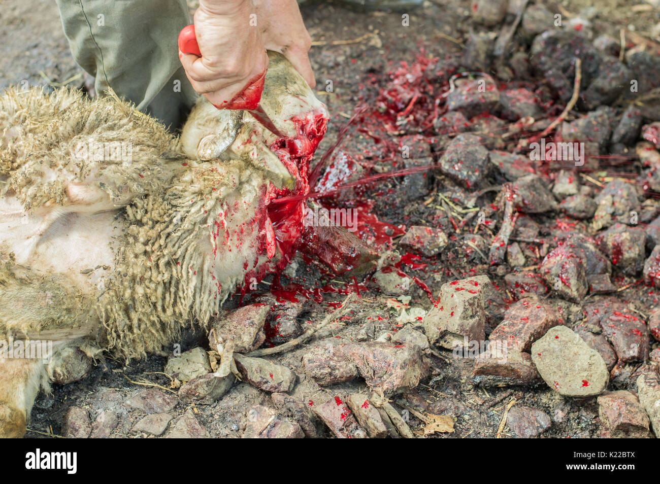 Muslim butcher man cutting a sheep for Eid Al-Adha. Eid al-Adha ...