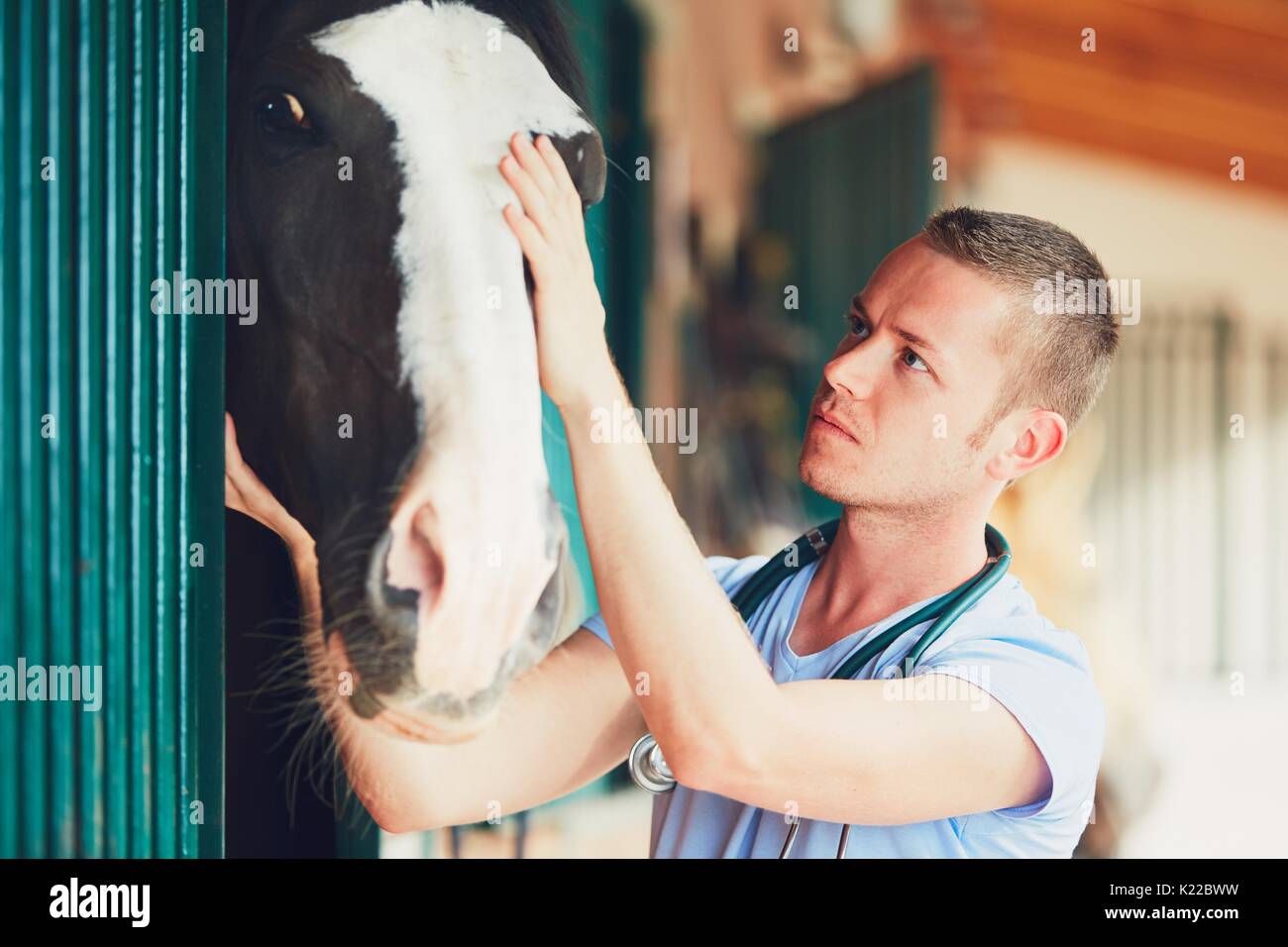 Veterinary medicine at the farm. Veterinarian during medical exam of the horse in the stable. Stock Photo