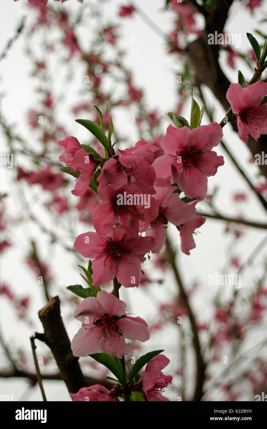Nectarine tree hires stock photography and images Alamy