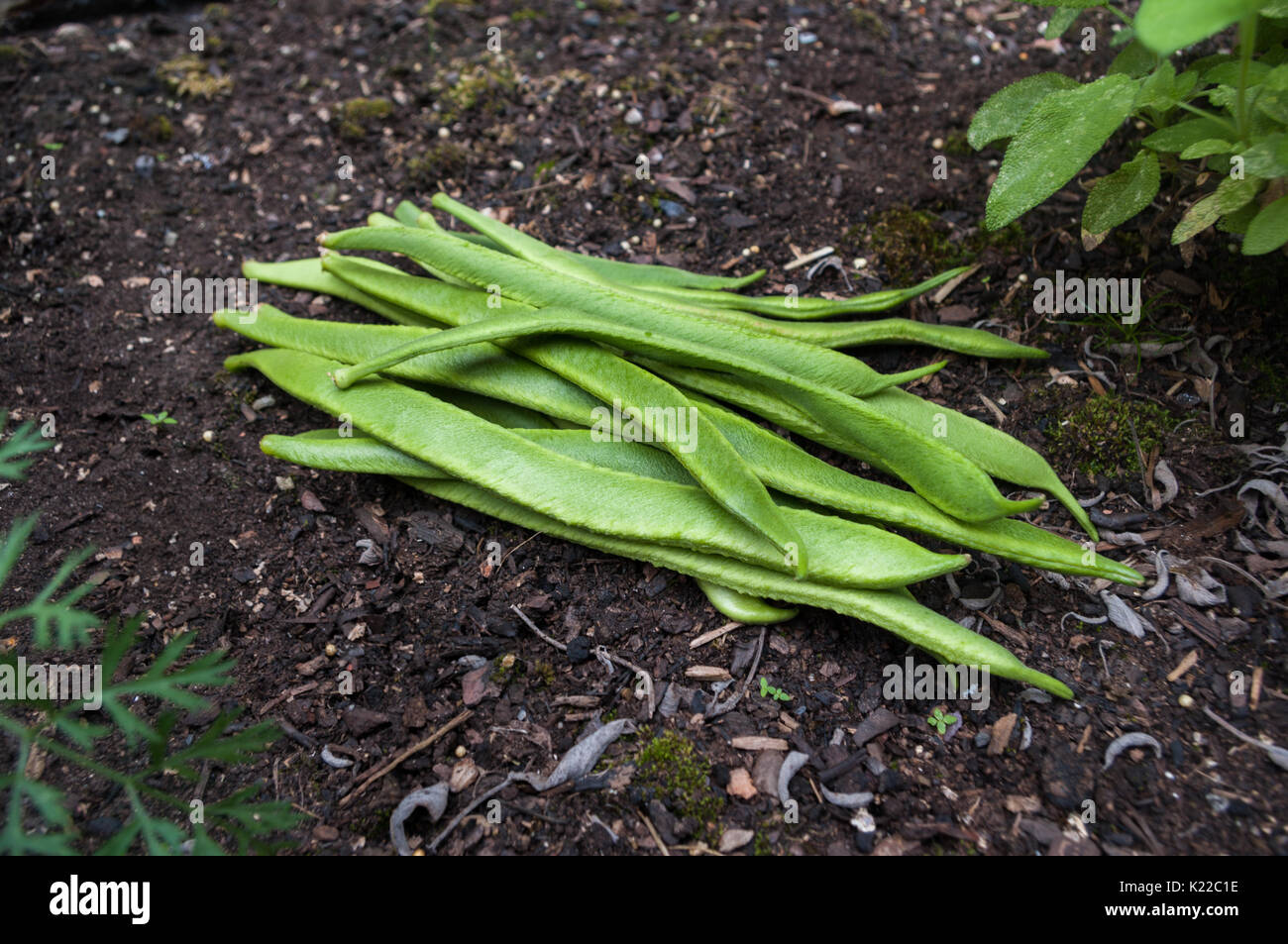 Freshly picked Scarlet Emperor runner beans on garden soil outdoors. Diagonal composition. Stock Photo