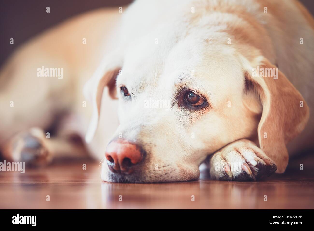 Sad look of the old dog. Sick (or tired) labrador retriever lying on wooden floor at home. Stock Photo