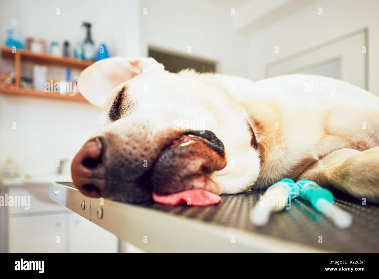 Old labrador retriever in veterinary clinic. Ill dog lying on the examination table. Stock Photo