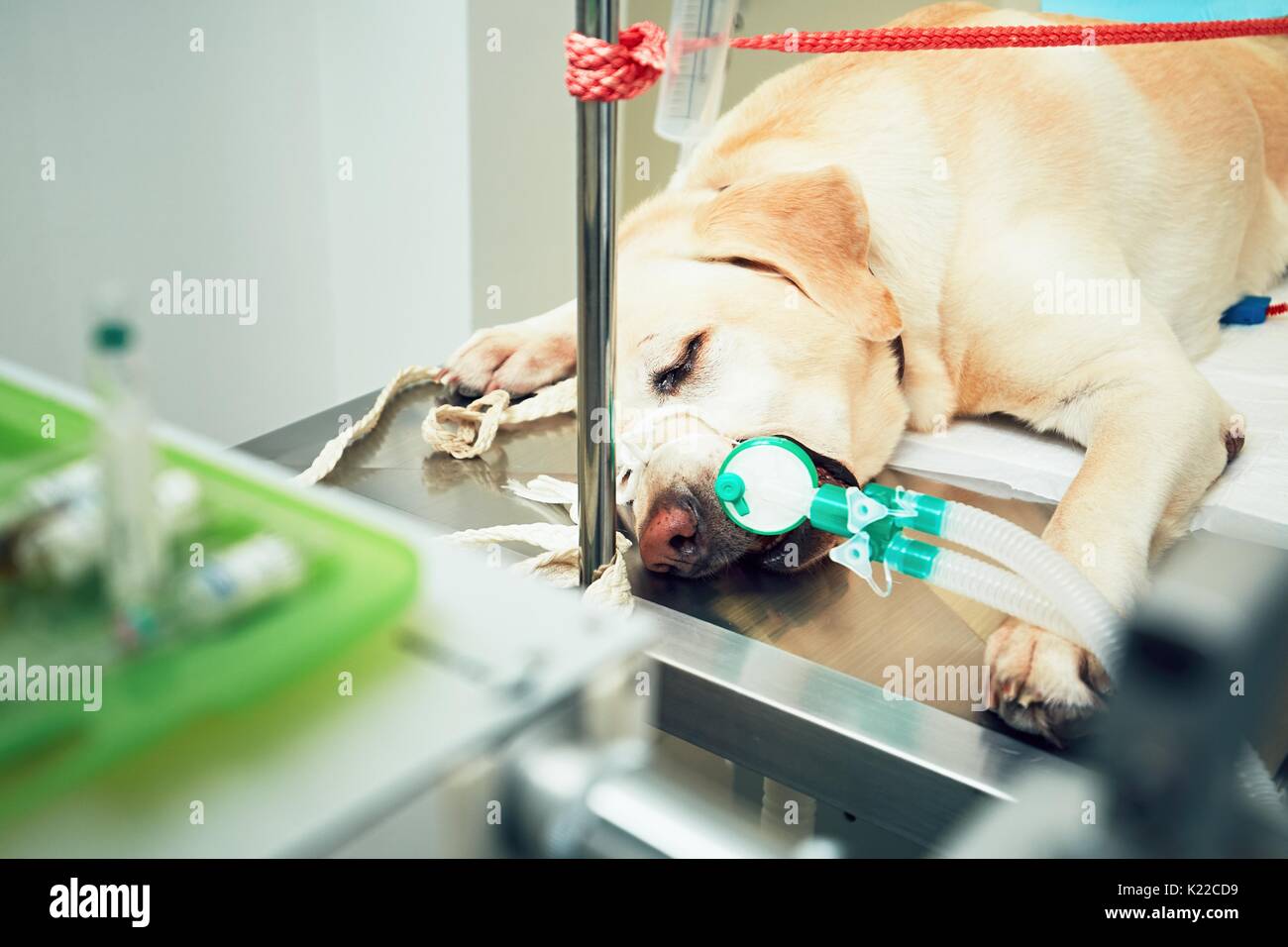 Can A Dog Use A Breathing Machine