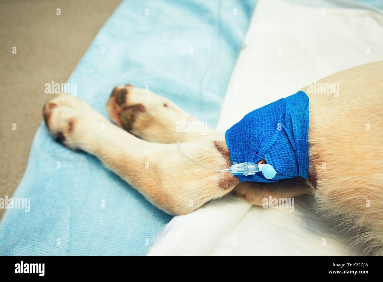 Paw of the dog with infusion. Old labrador retriever in veterinary clinic. Stock Photo