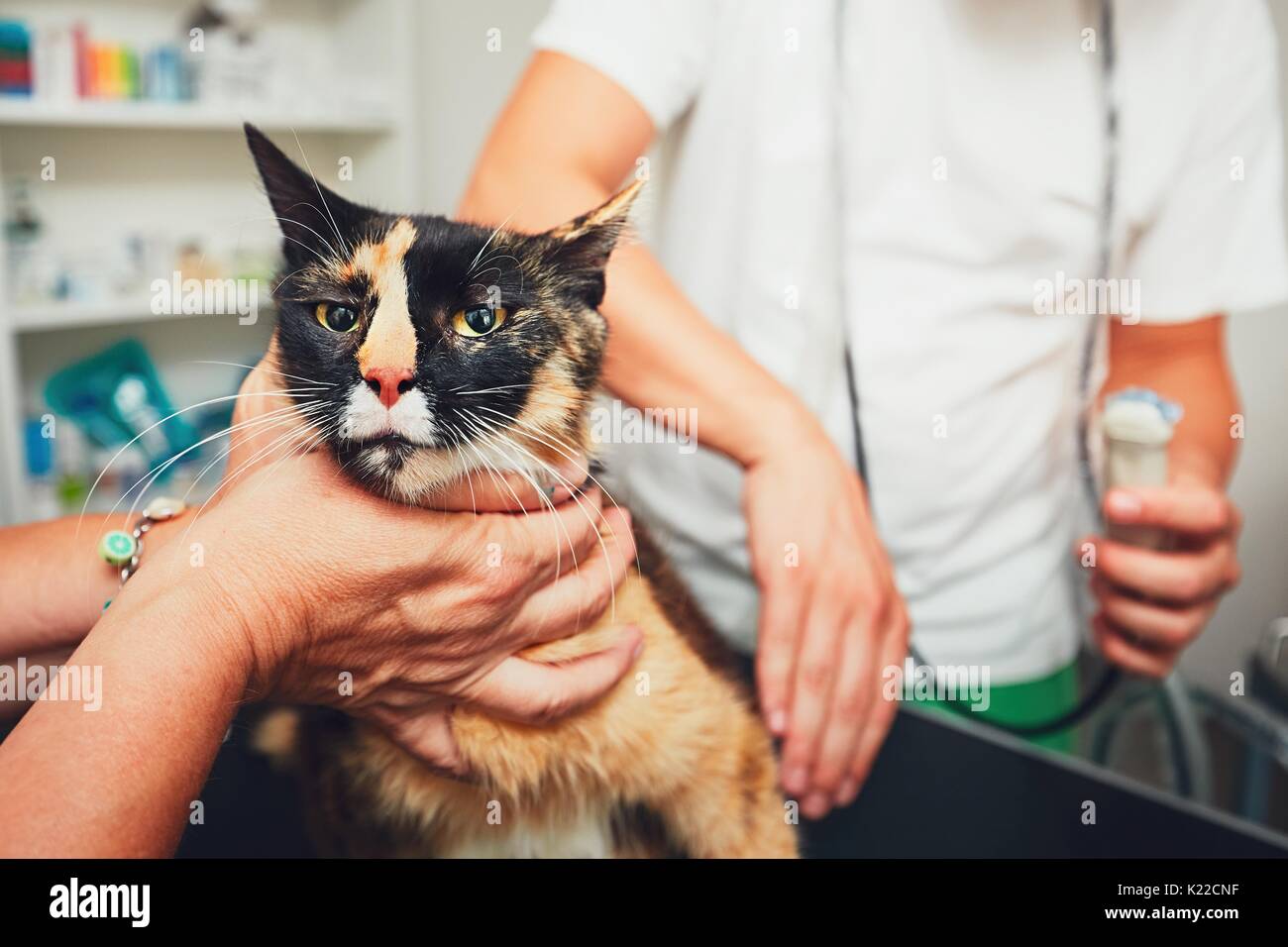 Pregnant cat hires stock photography and images Alamy