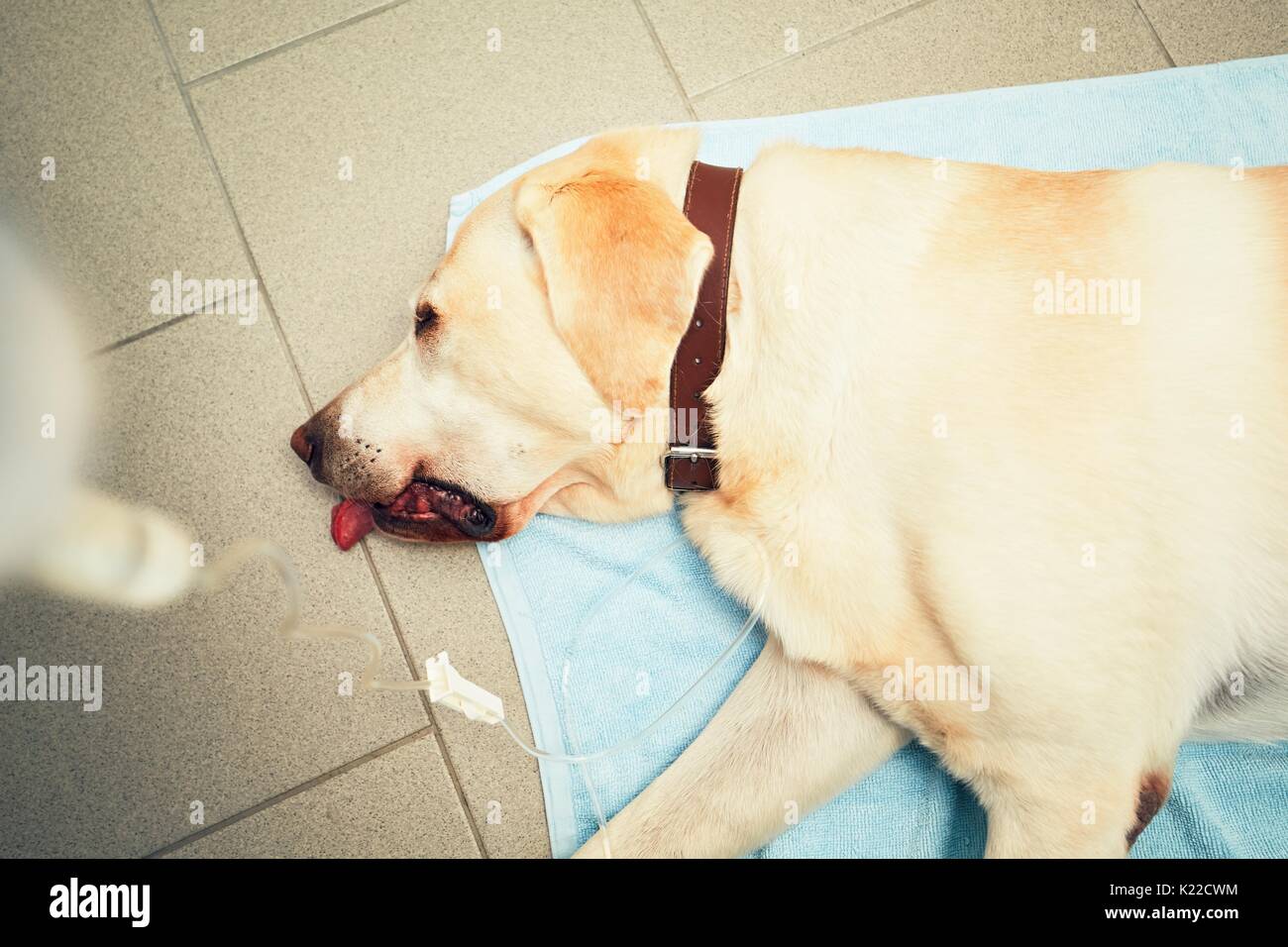 Labrador retriever in veterinary clinic. Old ill dog with infusion. Stock Photo