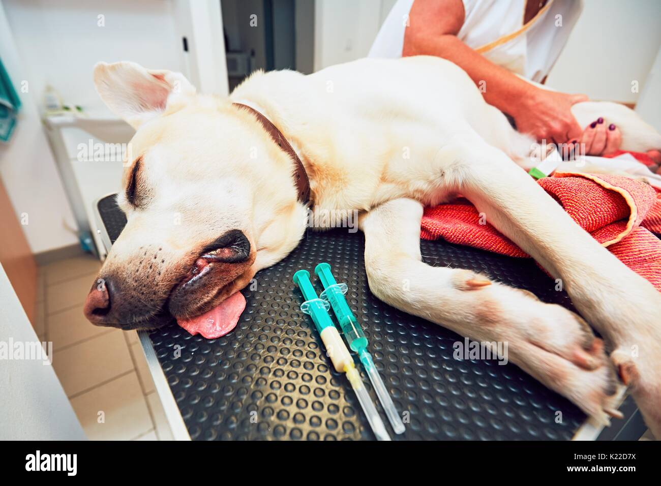 Old labrador retriever in veterinary clinic. Ill dog lying on the examination table. Stock Photo