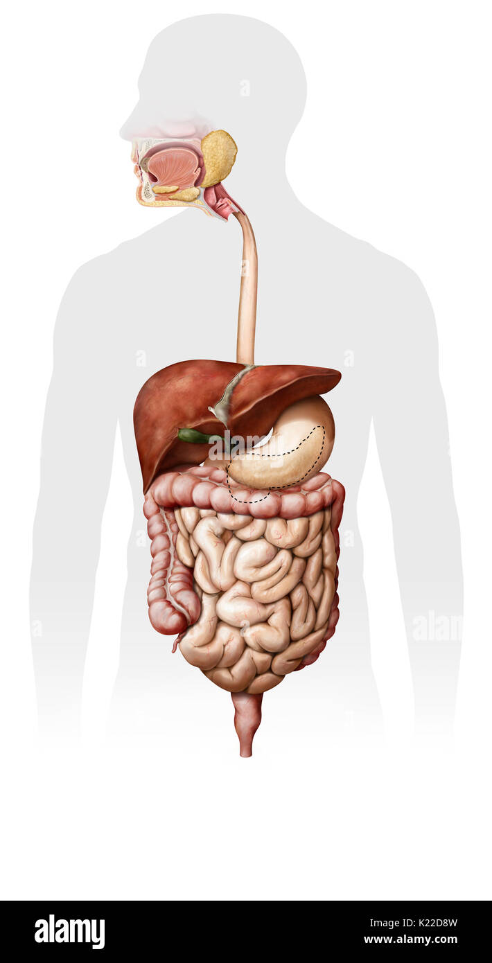 System formed by the mouth, the digestive tract and its glands that uses mechanical action, enzymes or secretions to break down food, absorb nutrients and expel waste. Stock Photo