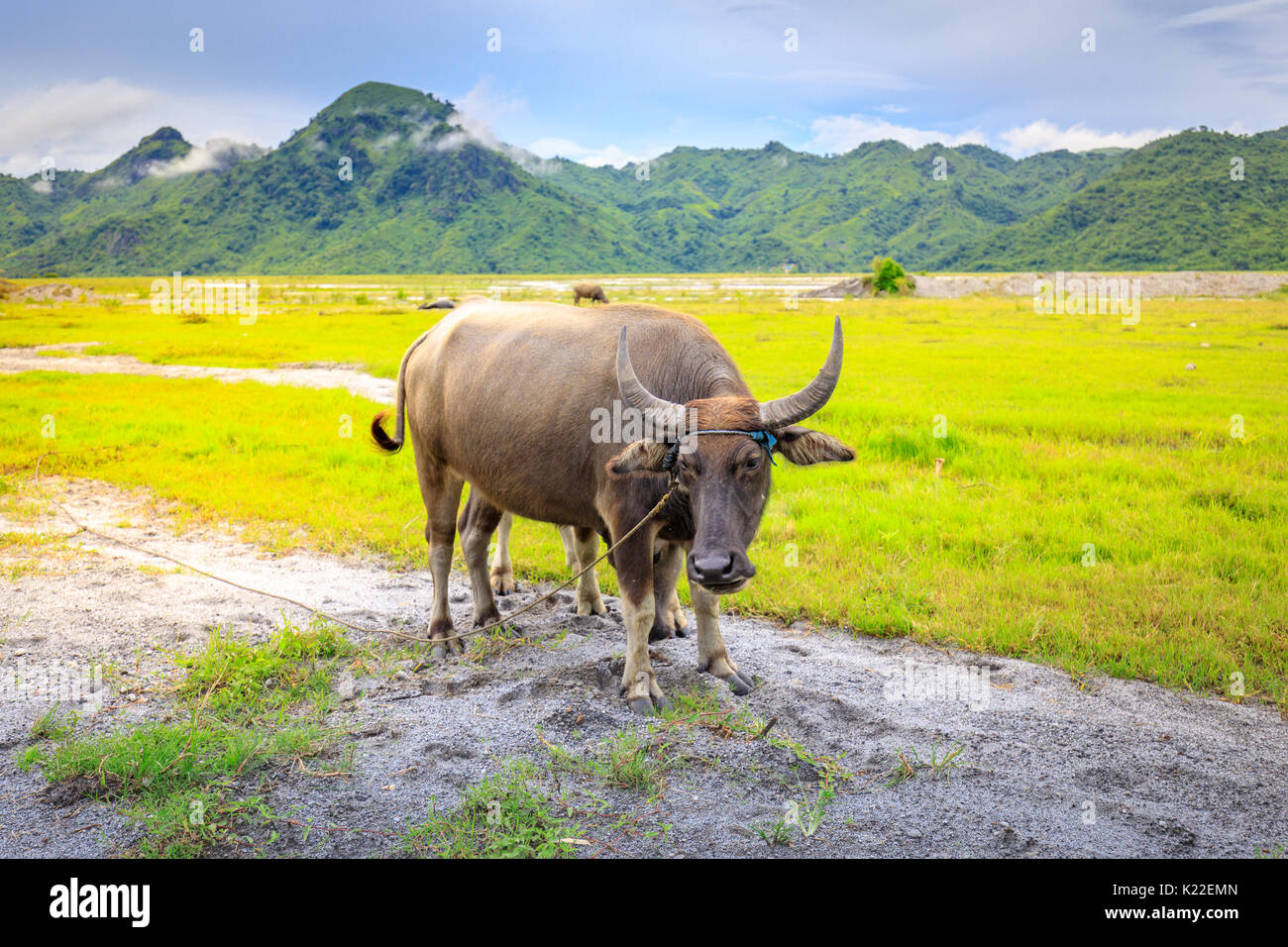 Filipino Water Buffalo Online head.hesge.ch