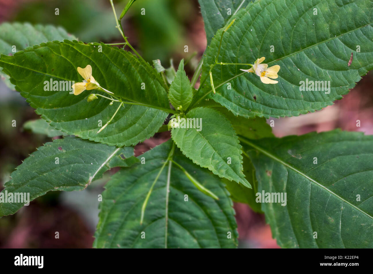 Small balsam /  small-flowered touch-me-not (Impatiens parviflora) in flower Stock Photo