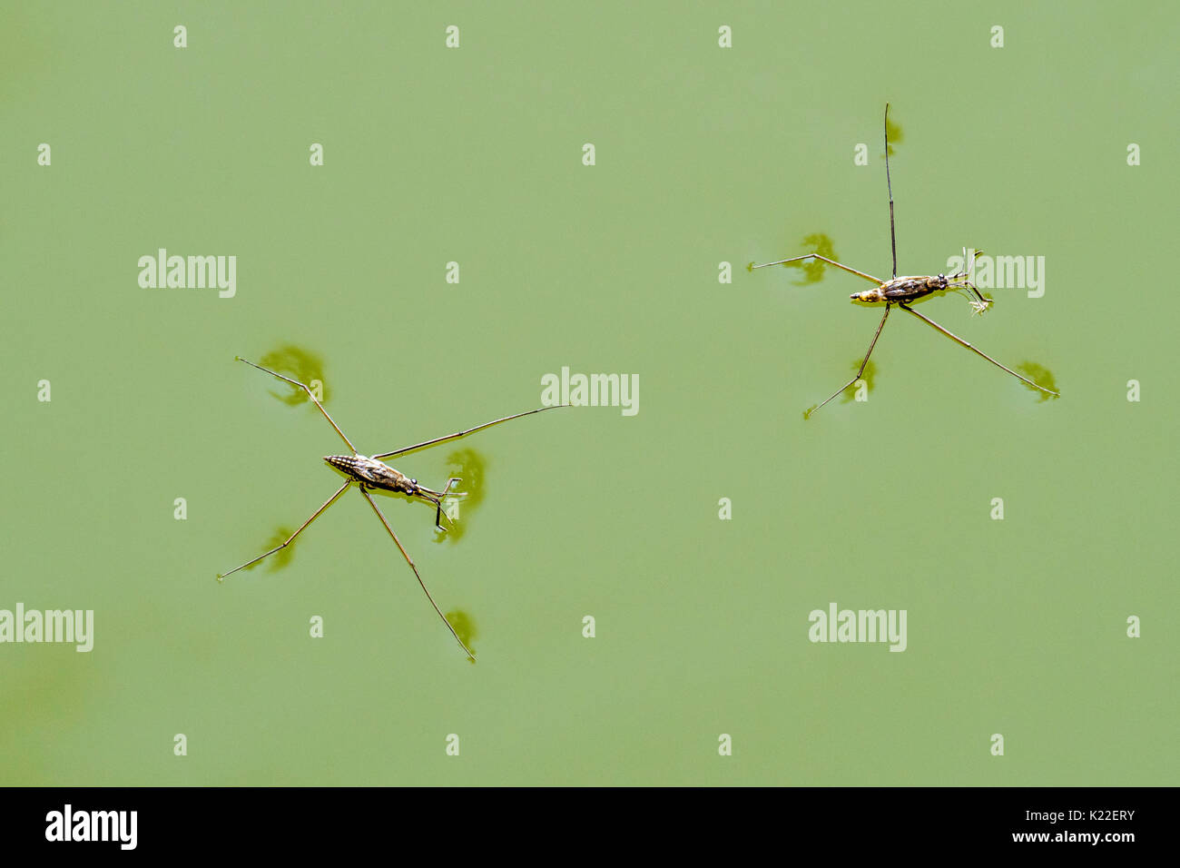 Common pond skaters hires stock photography and images Alamy