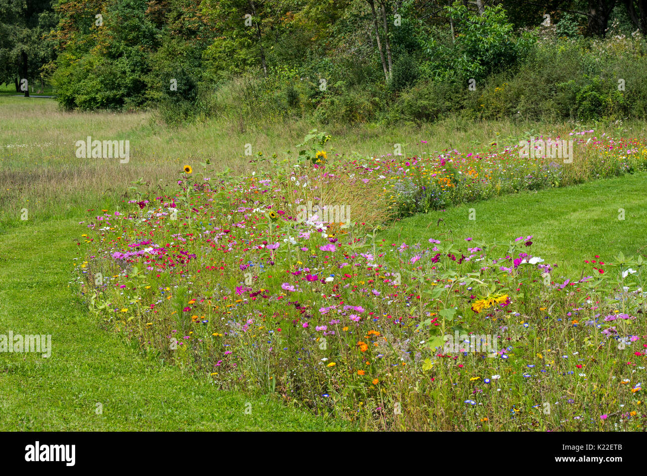 Mixture of colourful wildflowers in wildflower zone bordering grassland, planted to attract and help bees, butterflies and other pollinators Stock Photo