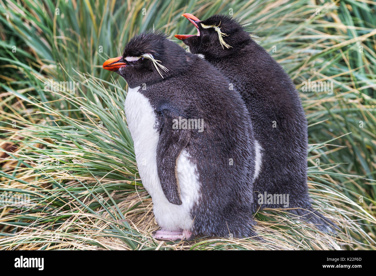 Rockhopper Penguin Eudyptes crestatus in tussac grass, moulting West Point Island Falklands Malvinas Stock Photo