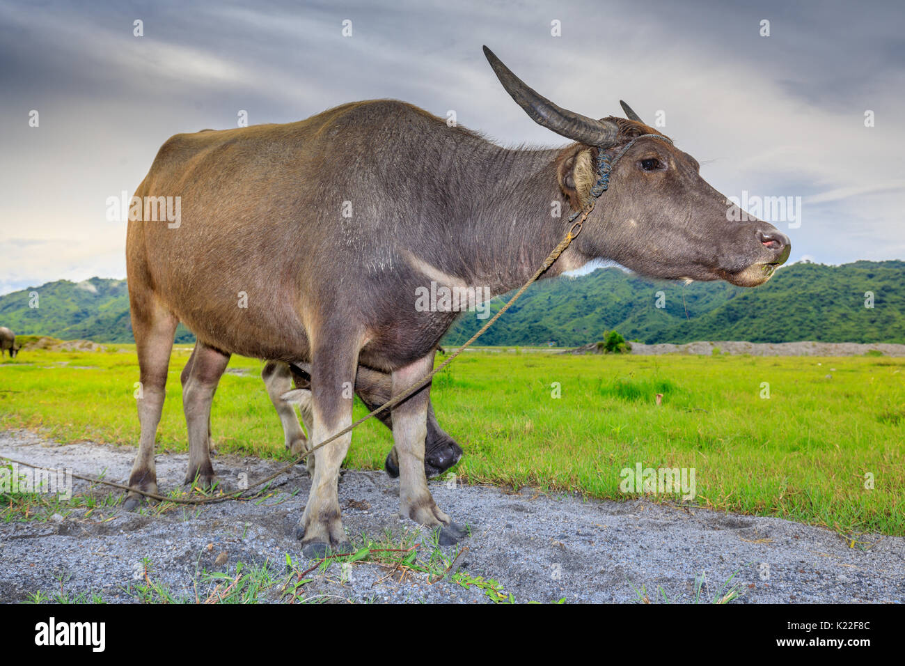 Carabao or Water Buffalo, Philippines Stock Photo Alamy