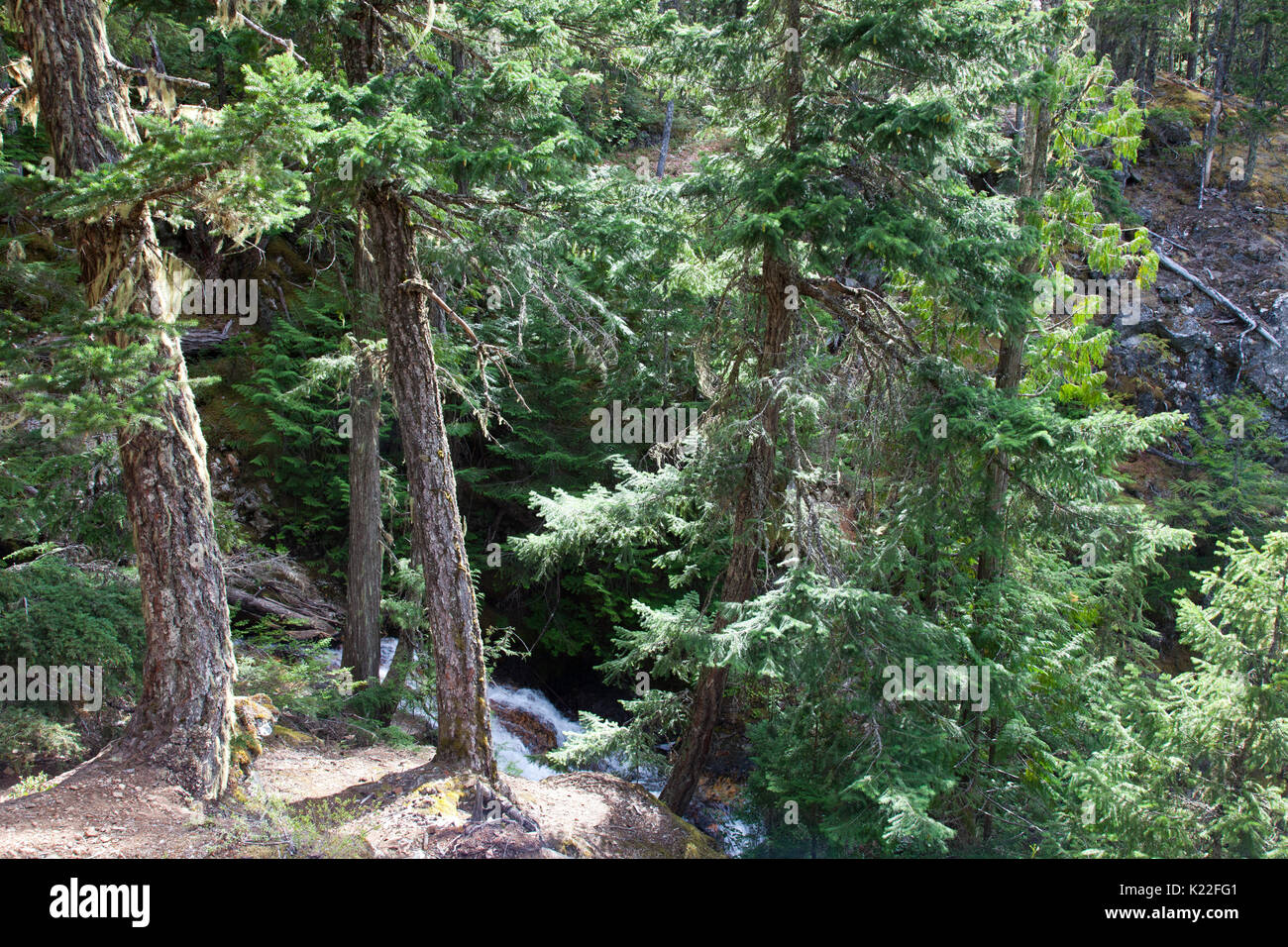 Ross Dam Trail,  State of Washington, USA, America Stock Photo