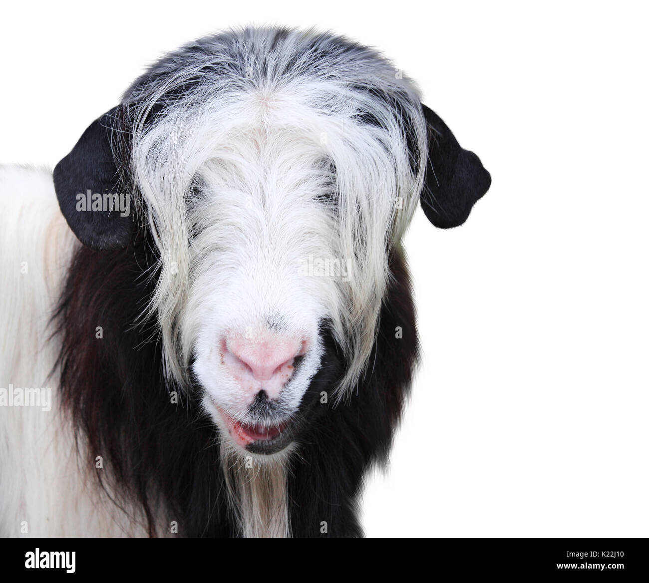 Goat muzzle of black and white color. Isolated on white background Stock Photo Alamy