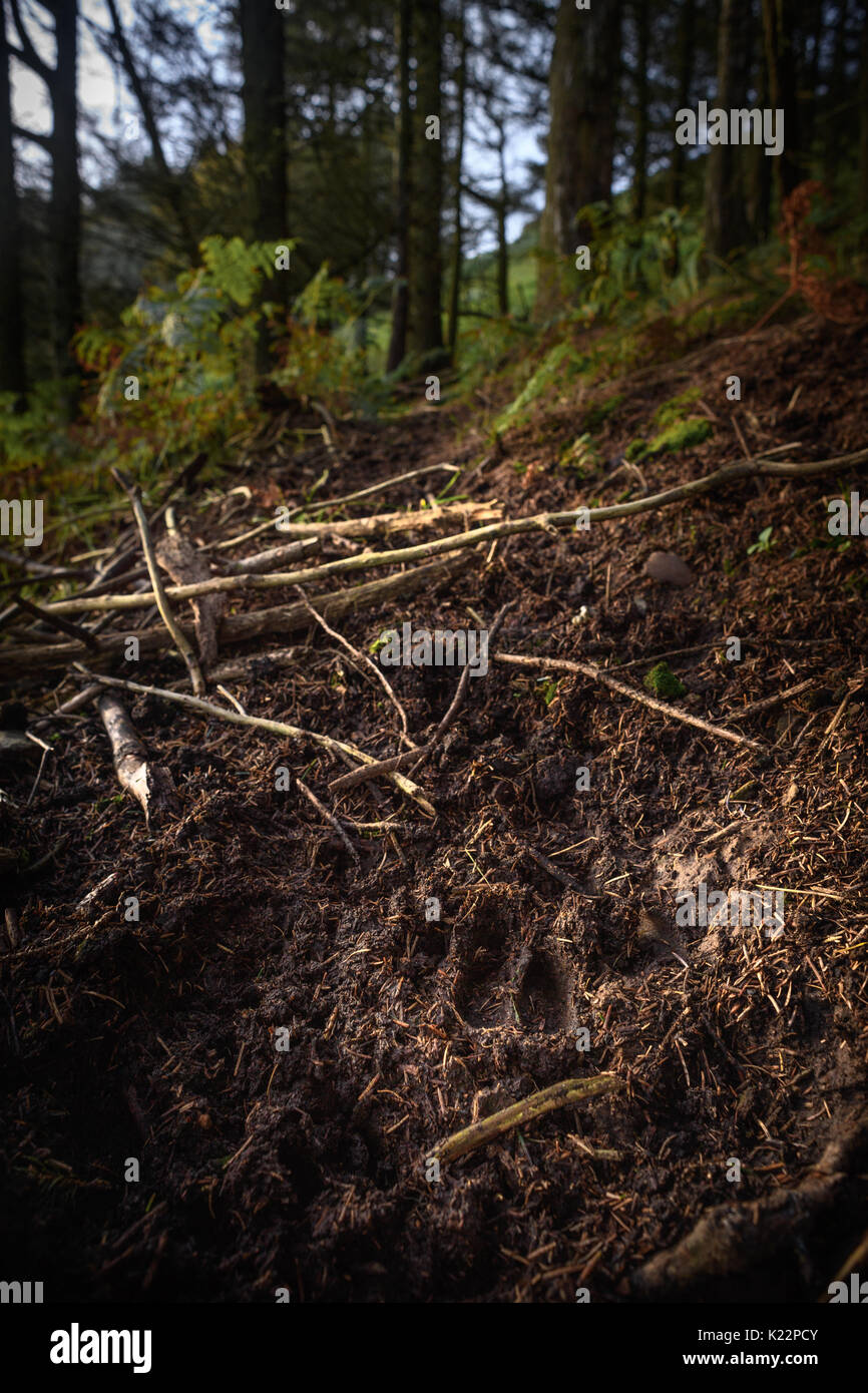 Deer Tracks In Woodland Stock Photo