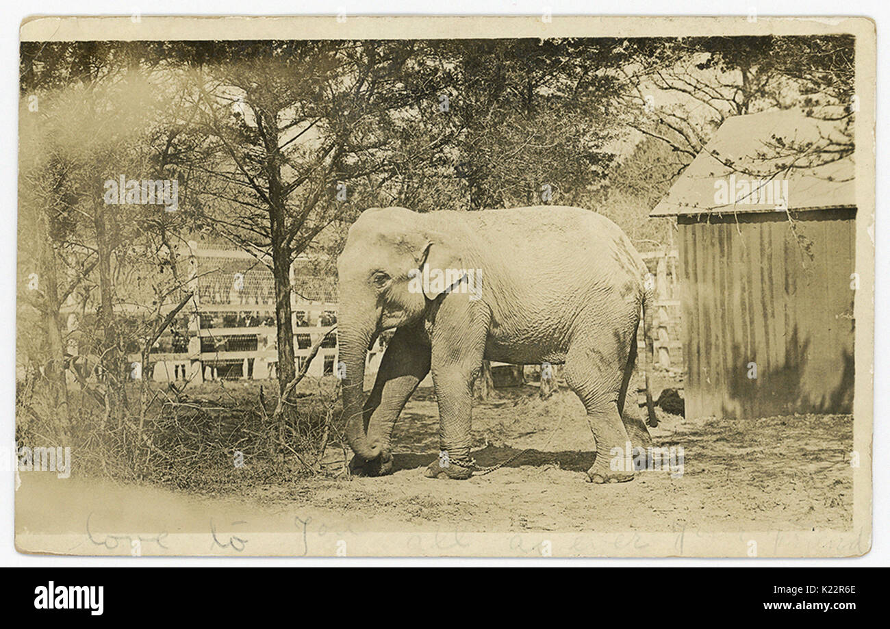 The Zoo of Miss Elephant, Dallas, Texas Stock Photo