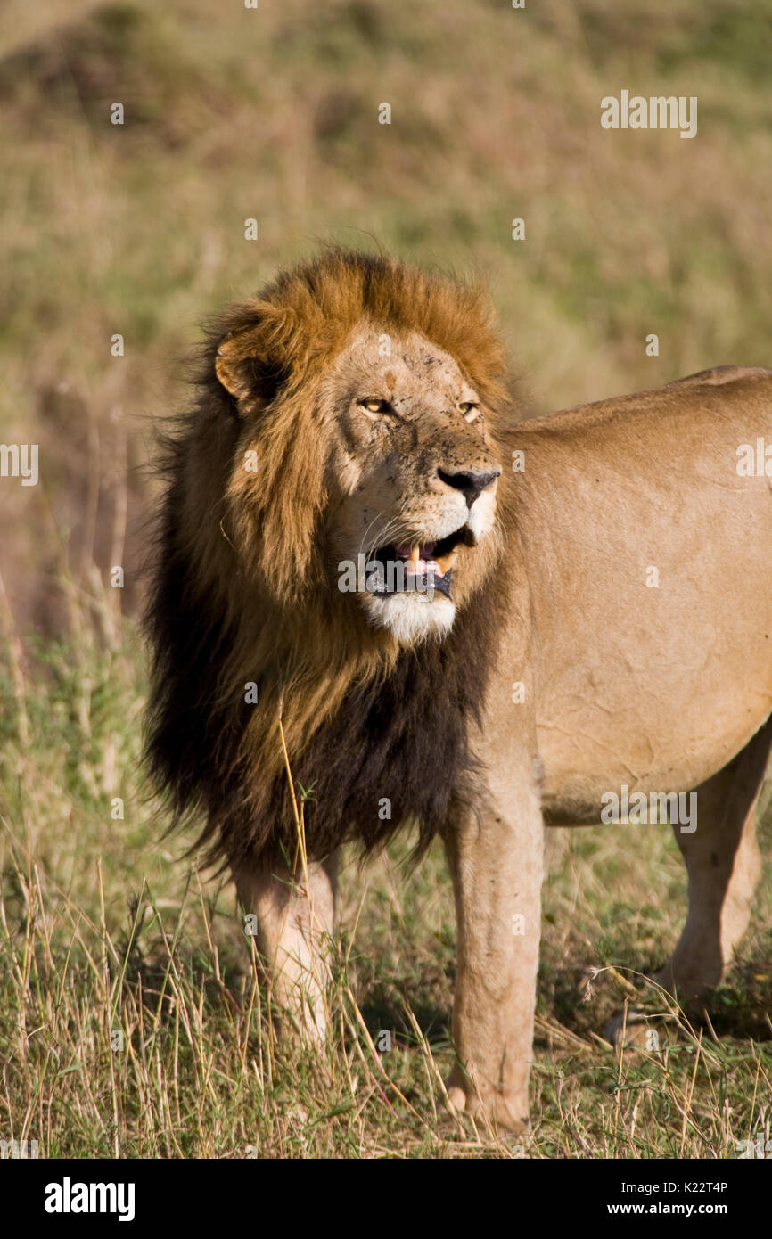 Male Lion on the Masai Mara, Kenya Stock Photo - Alamy