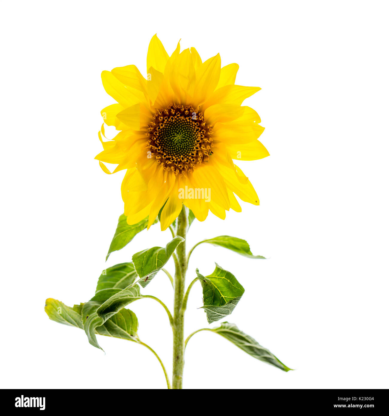 sunflower isolated on white Stock Photo - Alamy