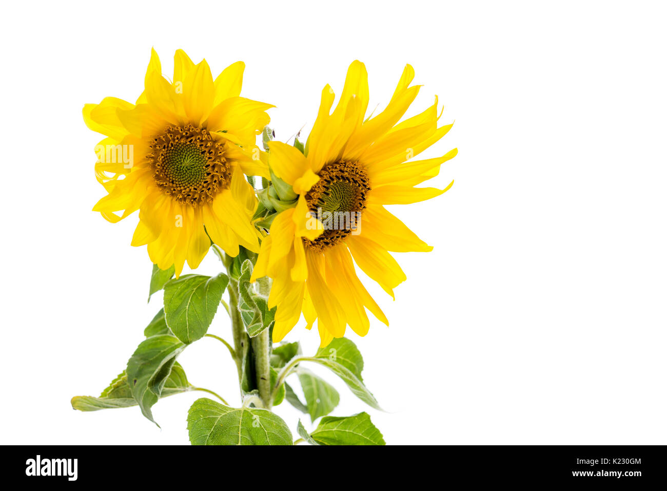sunflower isolated on white with copy space Stock Photo - Alamy