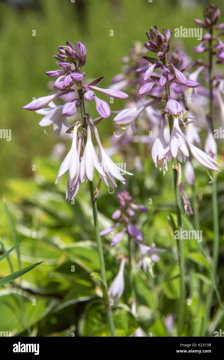 Violet flowers of blooming hosta Hosta undulata Stock Photo Alamy