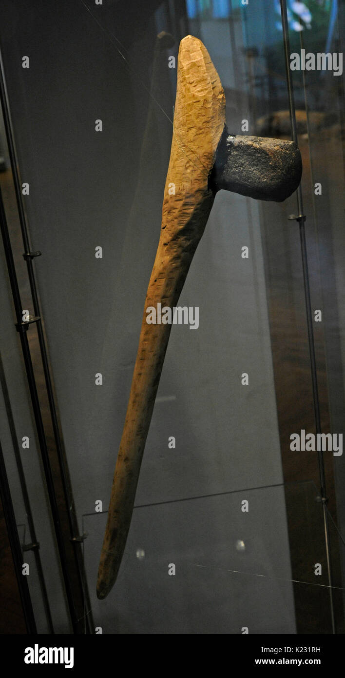 Prehistory. Stone ax (reconstruction). Archeological Museum. Gdansk. Poland. Stock Photo