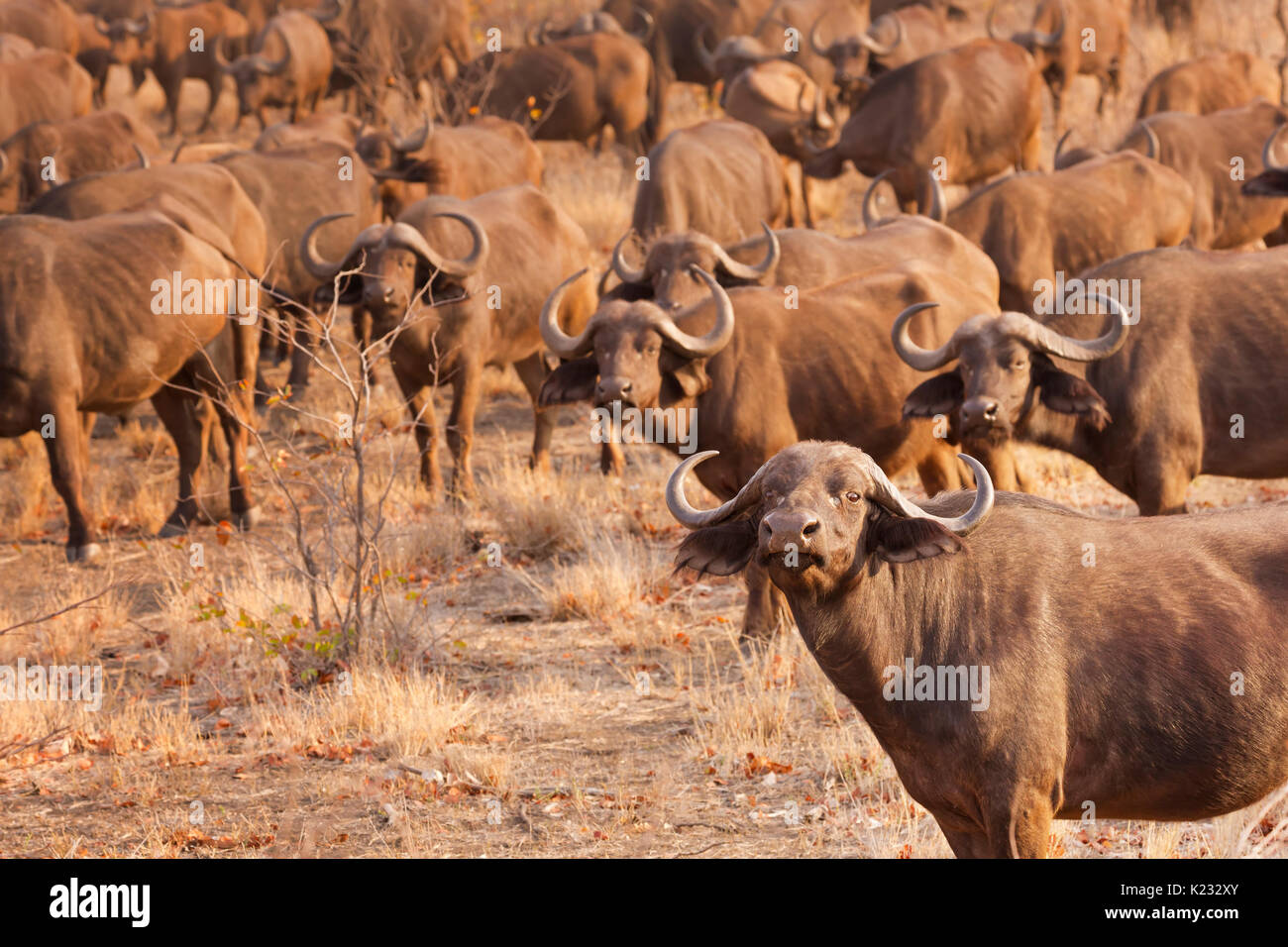 A herd of buffaloes in Kruger National Park in South Africa in early morning sunlight. Stock Photo