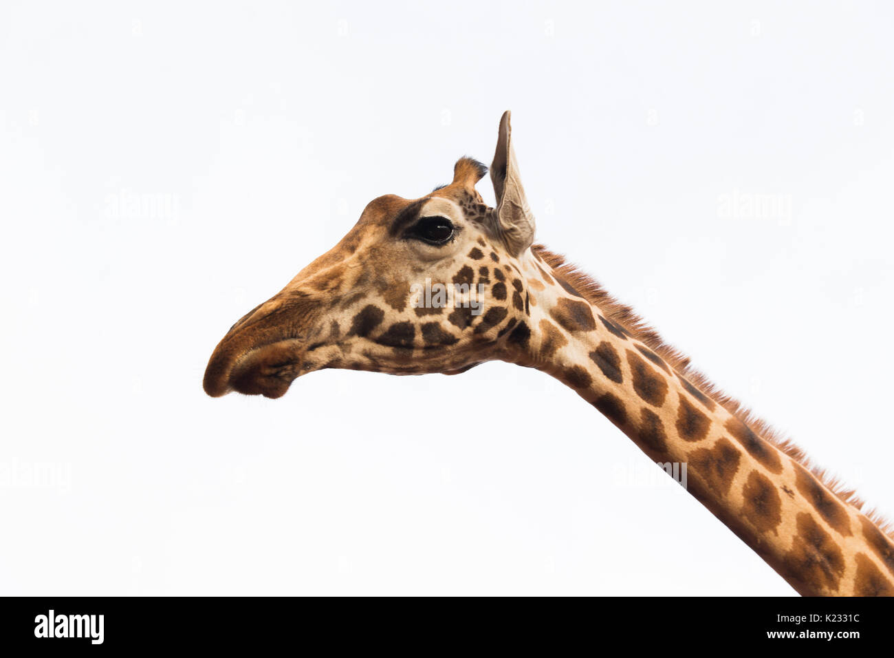 close up of giraffe head Stock Photo