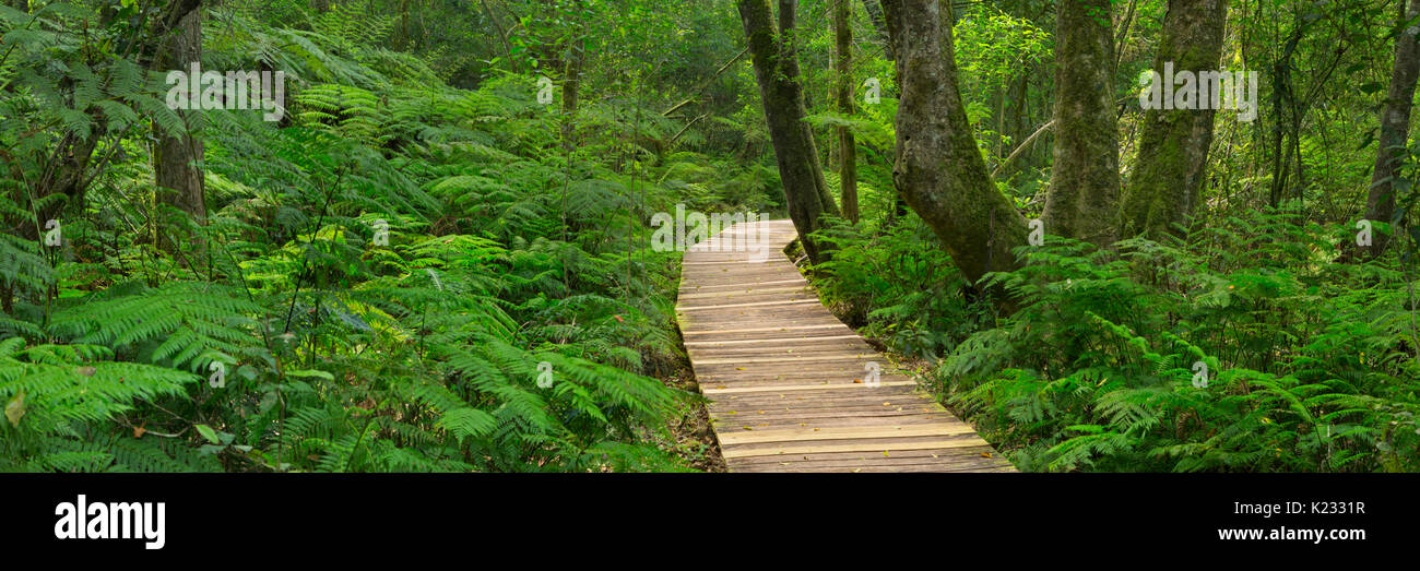 A path through lush temperate rainforest in the Garden Route National Park in South Africa. Stock Photo