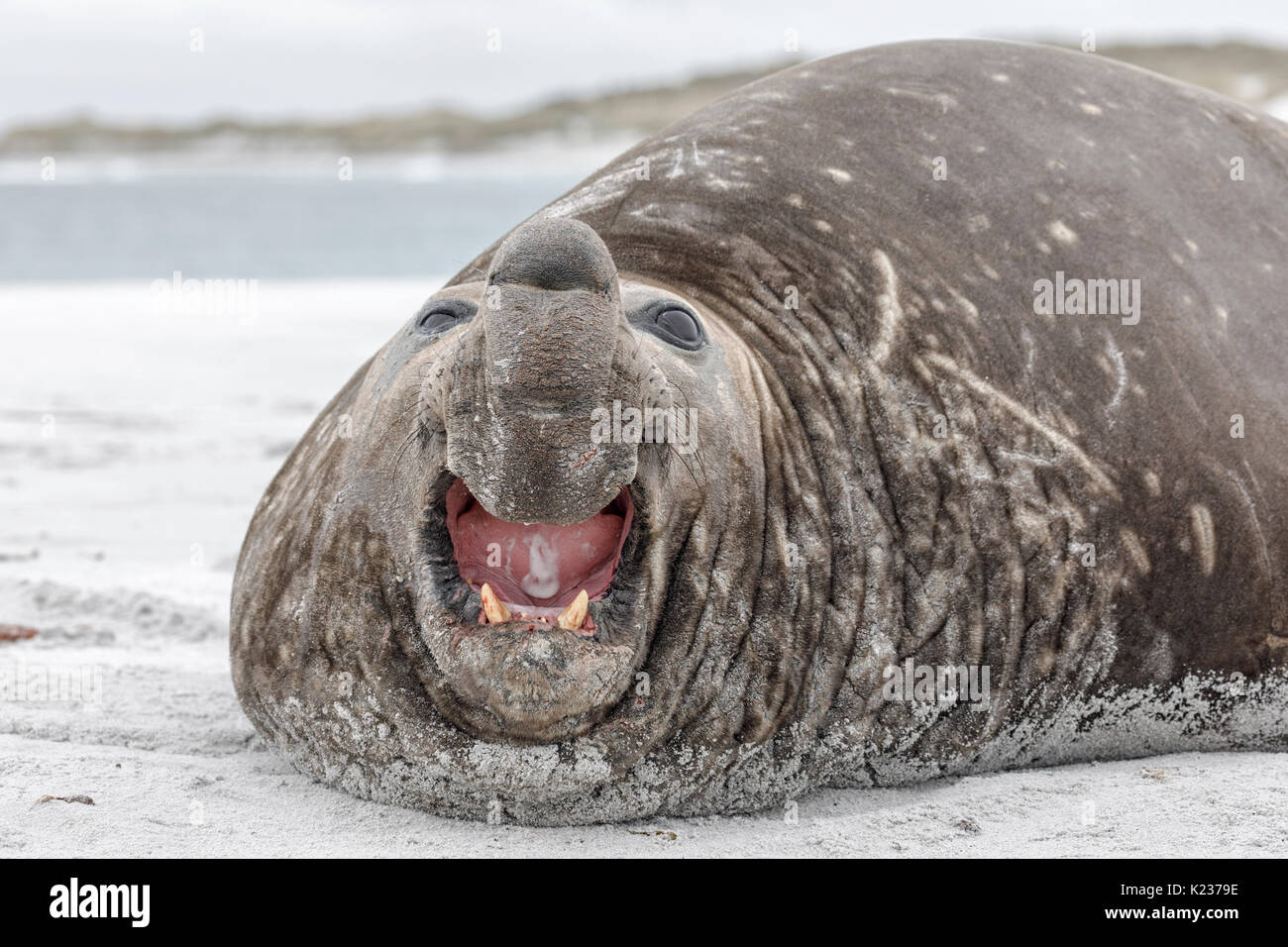 Southern Elephant Seal Stock Photo