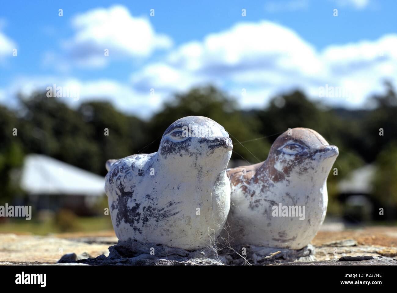 Australian garden birds hires stock photography and images Alamy