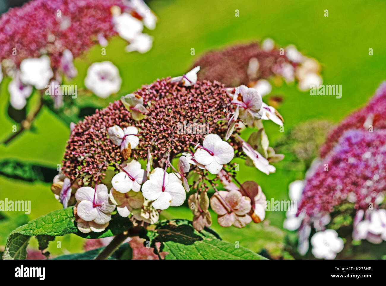 Elegant flowering plant - Mountain Hydrangea, Hydrangea serrata Stock Photo