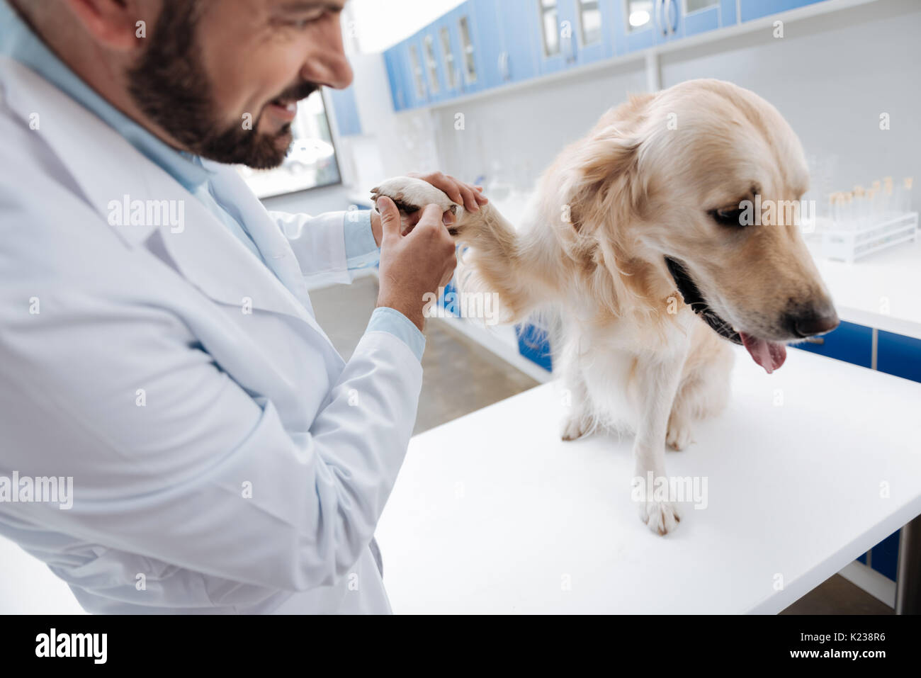 Upset dog bowing his head while opening mouth Stock Photo Alamy