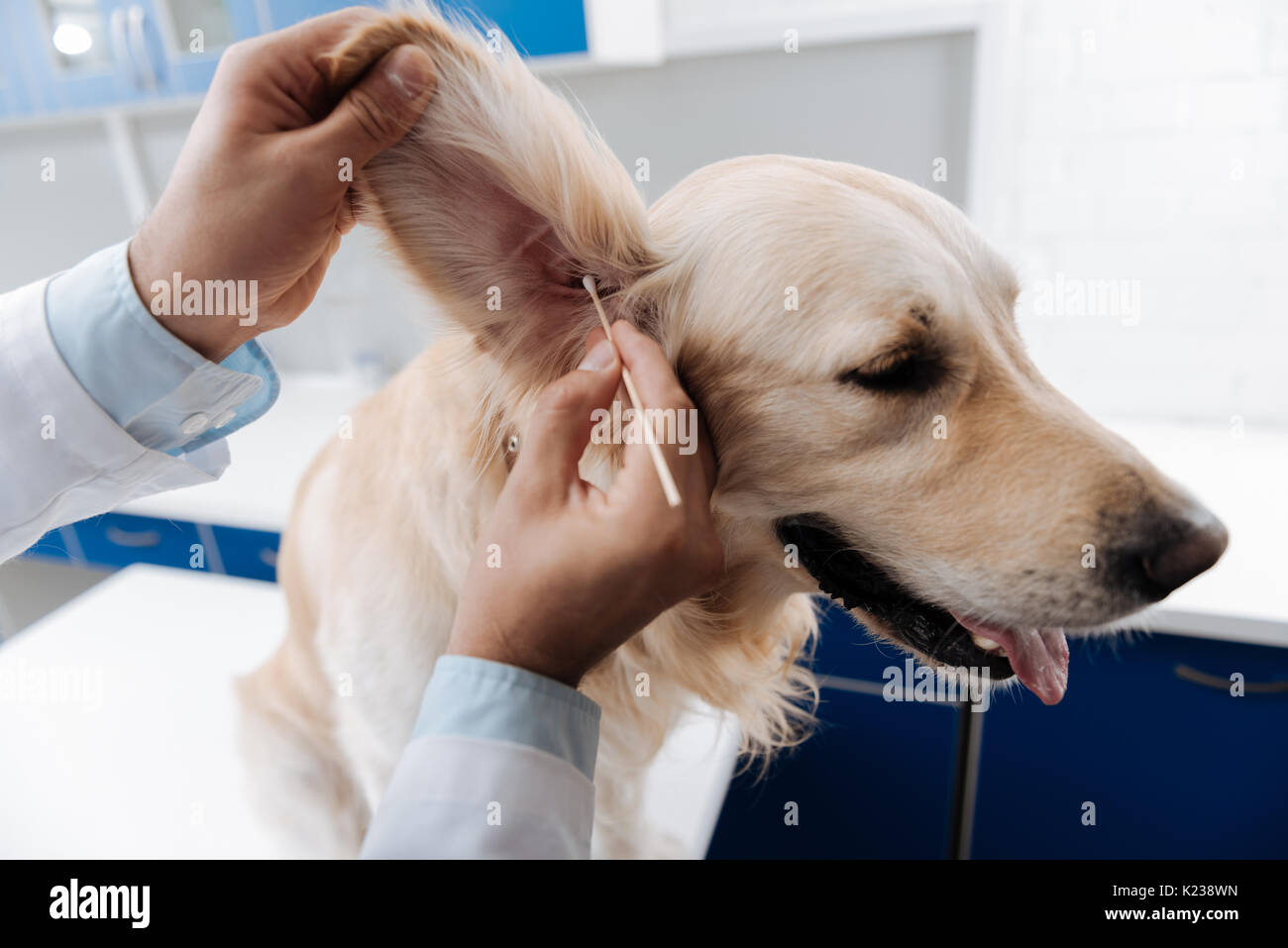 Close up of ear of Labrador that being in professional hand Stock Photo