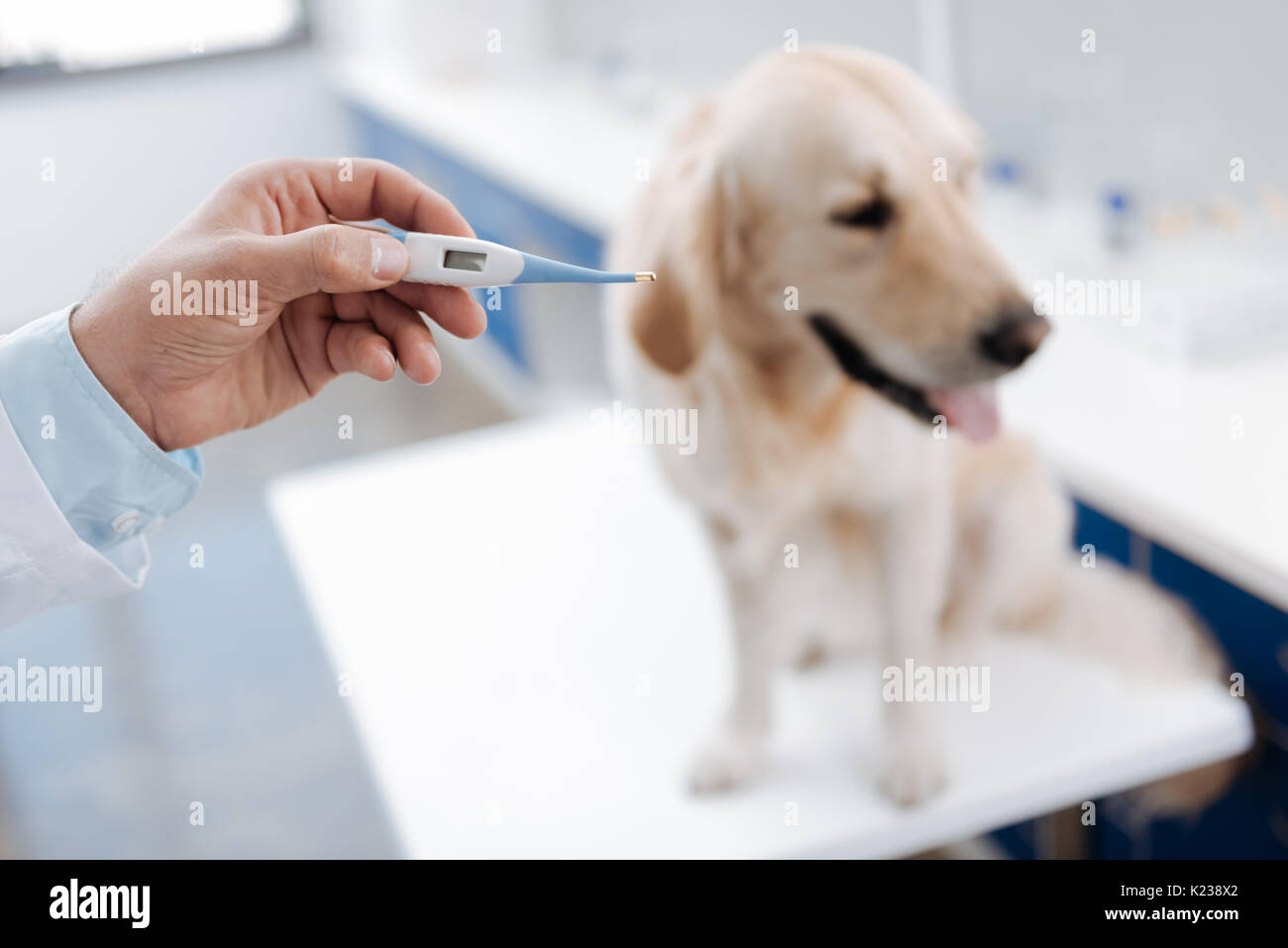 Close-up of hand holding thermometer measuring a high fever Stock Photo -  Alamy