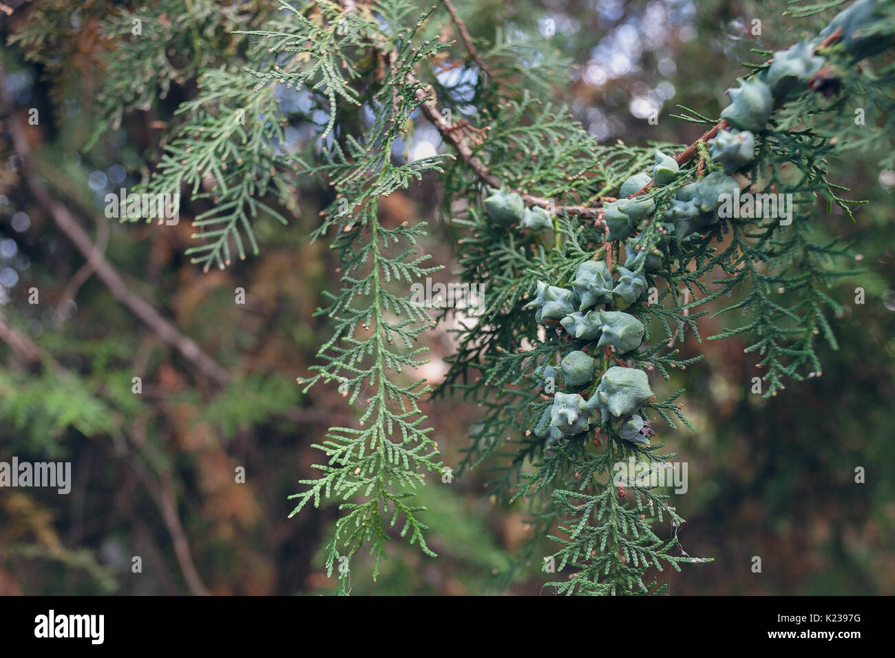 Close-up of flowering branches of Thuja occidentalis Stock Photo