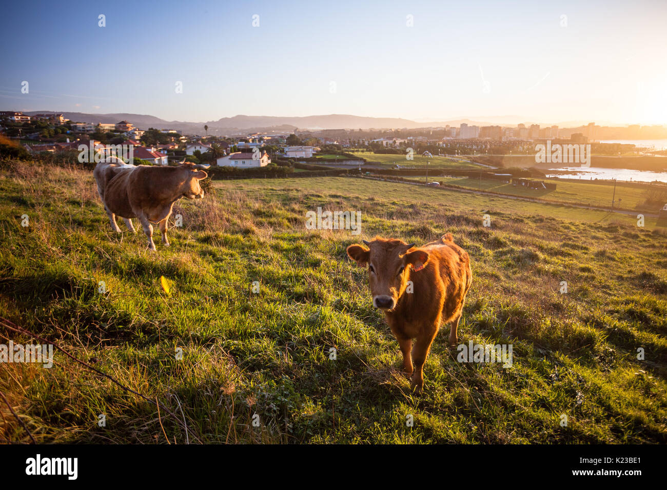 Cows in the grass during sunset Stock Photo