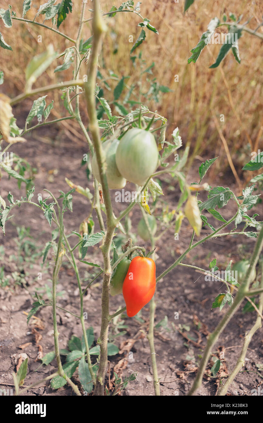 Ripe organic tomatoes in garden ready to harvest Stock Photo