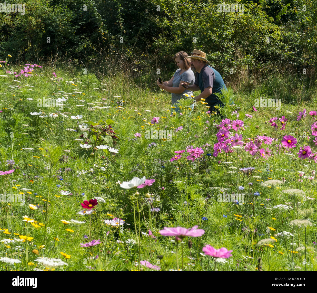 Sidmouth, Devon, 28th Aug 17. Glorious bank holiday weather draws crowds of visitors to the wild flower meadows in Sidmouth, alongside the famous 'Byes' riverside walk.  Credit: Photo Central/Alamy Live News Stock Photo