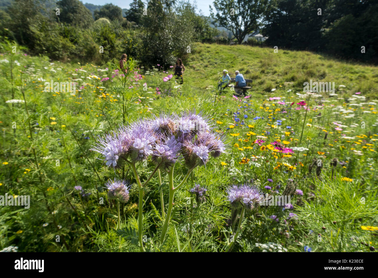Sidmouth, Devon, 28th Aug 17. Glorious bank holiday weather draws crowds of visitors to the wild flower meadows in Sidmouth, alongside the famous 'Byes' riverside walk.  Credit: Photo Central/Alamy Live News Stock Photo